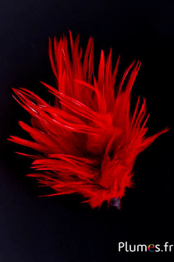 Plumet coq  -  hauteur 15 cm - rouge